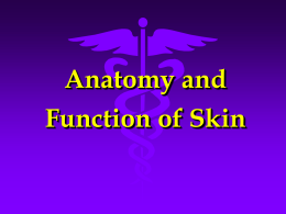 皮肤的解剖和功能