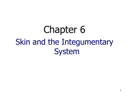 C. Glands of the skin