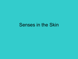 Senses in the Skin