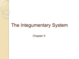Integumentary System - Woodbridge.k12.nj.us