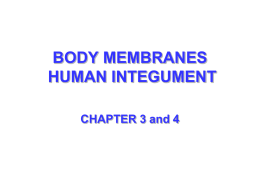 HUMAN INTEGUMENT and MEMBRANES