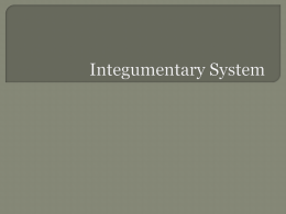 Integumentary System D.Dx