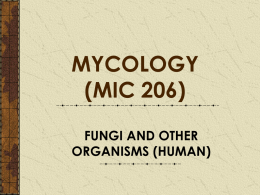 CHAP 7 Fungi and other organism (human)