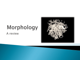 Morphology review & neologism1