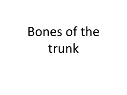 10. Bones of the trunk