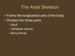 detailed skull notes from class