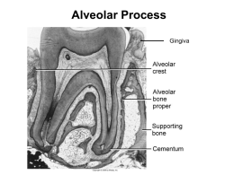 Alveolar Process - University of Minnesota