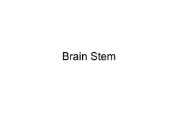 Brain Stem - Maryville University