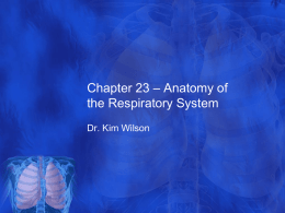 Chapter 23 – Anatomy of the Respiratory System