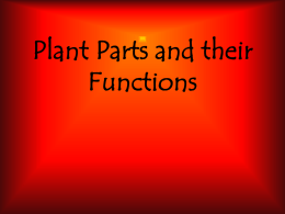 Plant Parts and their Function