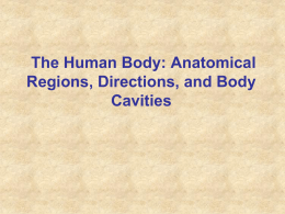 The Human Body: Anatomical Regions, Directions, and Body