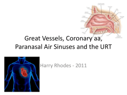 Paranasal Air Sinuses and the URT