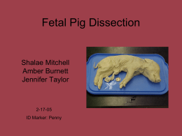 Fetal Pig Dissection - Mrs. Coleman's Class Website
