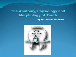 The Anatomy, Physiology and Morphology of the Tooth