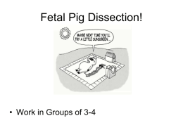 Pig Dissection - Cypress College A&P