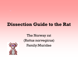 Dissection Guide to the Rat