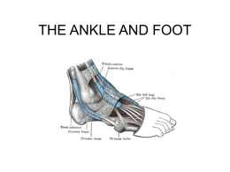 THE ANKLE AND FOOT - Eastern Illinois University