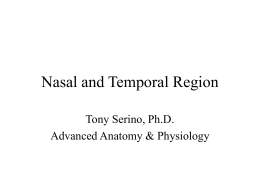 Nasal and Temporal Region