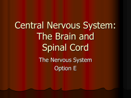 Central Nervous System: The Brain and Spinal Cord