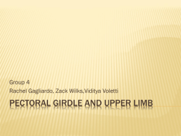 Pectoral Girdle and Upper Limb