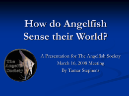 AngelfishSenses - The Angelfish Society