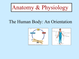 The Human Body PPT