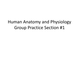 Human Anatomy and Physiology Group Practice Section #1