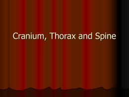 Cranium, Thorax and Spine
