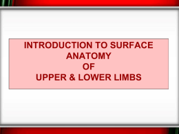 Surface Anatomy of upper and lower limbs