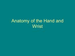 Anatomy of the Hand and Wrist - PA