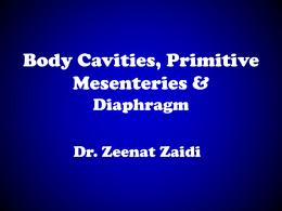 03. Body Cavities, Primitive Mesenteries and Diaphragm