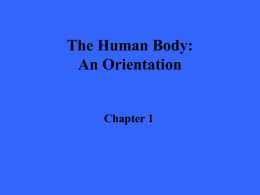 Body: An Orientation