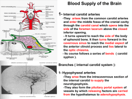 18. Blood supply of