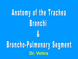 20-trachea& Bronchopulmonary Seg