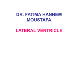 14. lateral ventricle
