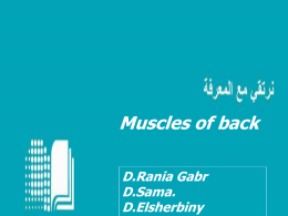 17-Muscles of Back
