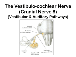 11Cranial nerve 8 (Vestibulo