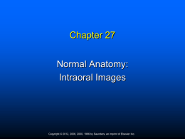 Normal Anatomy