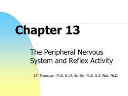 Chapter 13 - Peripheral Nervous System