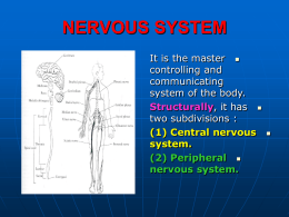 04 - nervous system