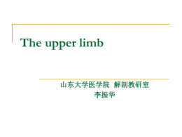 The upper limb
