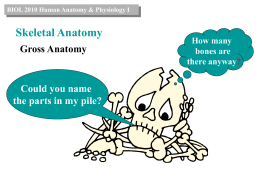 Skeletal Gross Anatomy
