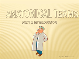 Notes - Anatomical Terms Part 1