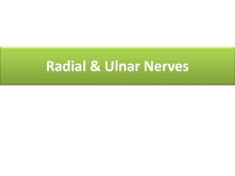 Radial & Ulnar Nerves