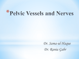 1. Pelvic splanchnic nerves