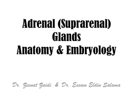 03 Adrenal Gland2013-02