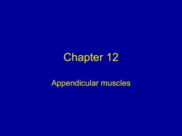 Skeletal Muscles, Appendicular musculature