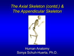Ch7-8.Axial._.Appendicular.Skeleton