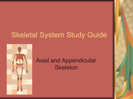 Skeletal System Study Guide