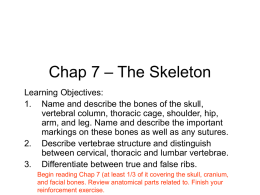 Chap 7 – The Skeleton